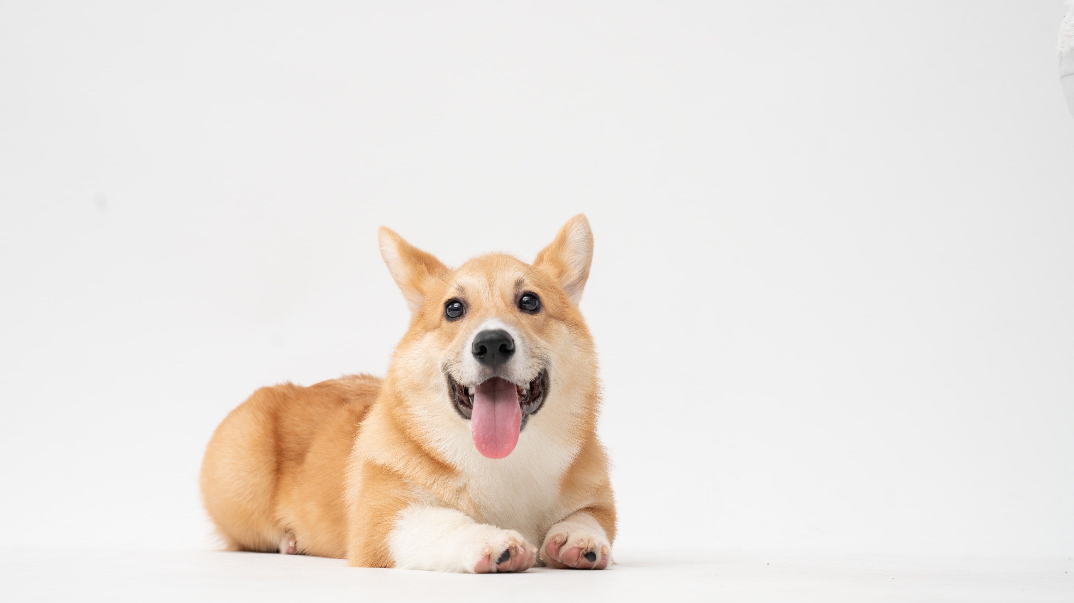 Celebrating International Dog Day With Esther!-ESTHER & CO.