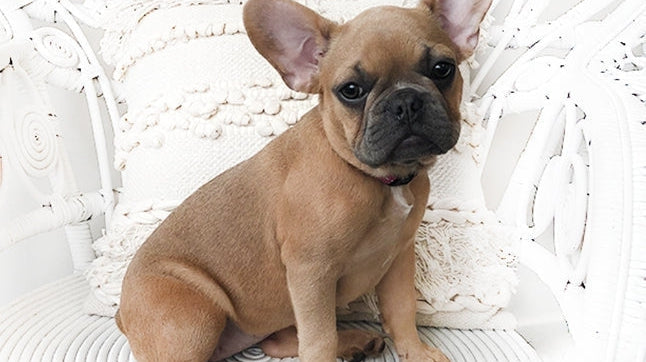 Congratulations to our 2018 Best Pups In Show pups!-ESTHER & CO.