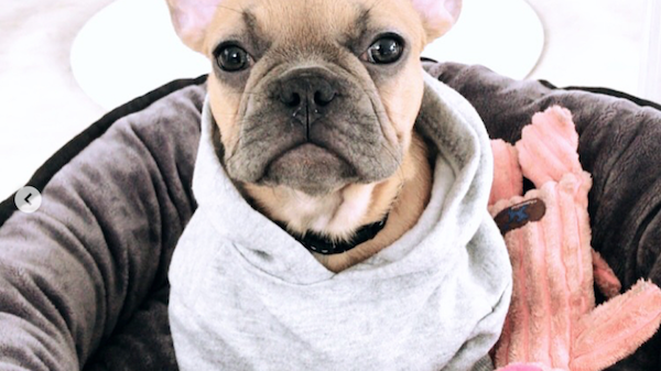 Woman (Dog) of the Month: Poppi!-ESTHER & CO.