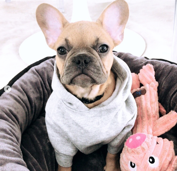 Woman (Dog) of the Month: Poppi!-ESTHER & CO.