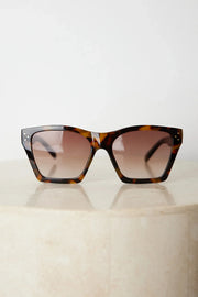 Teo | Tortoise